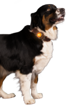 Nightwalk Safety Light Orange - Image 3