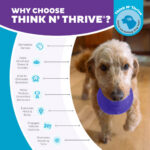 Outward Hound Orbee-Tuff Snoop M Purple - Image 5