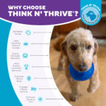 Outward Hound Orbee-Tuff Snoop M Blue - Image 6