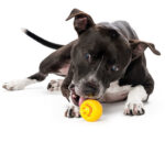 Outward Hound Orbee-Tuff Nooks Yellow - Image 2