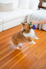 Outward Hound Dental Grapes - Image 4