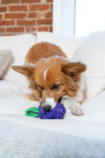 Outward Hound Dental Grapes - Image 5