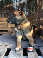 RelaxoPet PRO Dog - Image 5