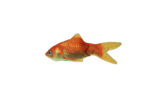 Robocat Fish Goldfish - Image 2