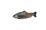 Robocat Fish Trout - Image 2