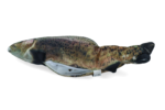 Robocat Fish Trout - Image 3