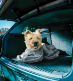 Royal Dry Doggy Bag Drying Bag S - Image 4