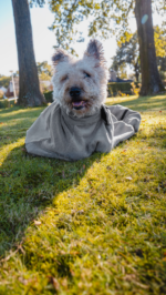 Royal Dry Doggy Bag Drying Bag XS - Image 5