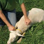 Sheep Restrainer Gambrel S - Image 3