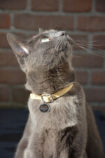 Spotted! Pro Dog & Cat S - Image 3