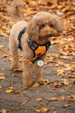 Spotted! Pro No Pull Harnas Orange XXS - Image 3