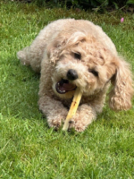 SwissCowers Cheese Bars Seaweed S - Image 3