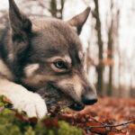 Viking Horn Twist L - Image 4