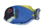 Wild Life Cat Blue Tang - Image 2