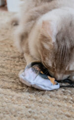 Wild Life Cat Bumblebee - Image 4