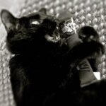 Yeowww! Cigar Brown - Image 2