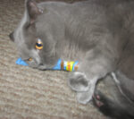 Yeowww! Cigar Blue - Image 2