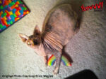 Yeowww! Rainbow - Image 3