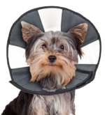 Zenpet Procone S - Image 4