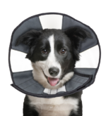 Zenpet Procone L - Image 2