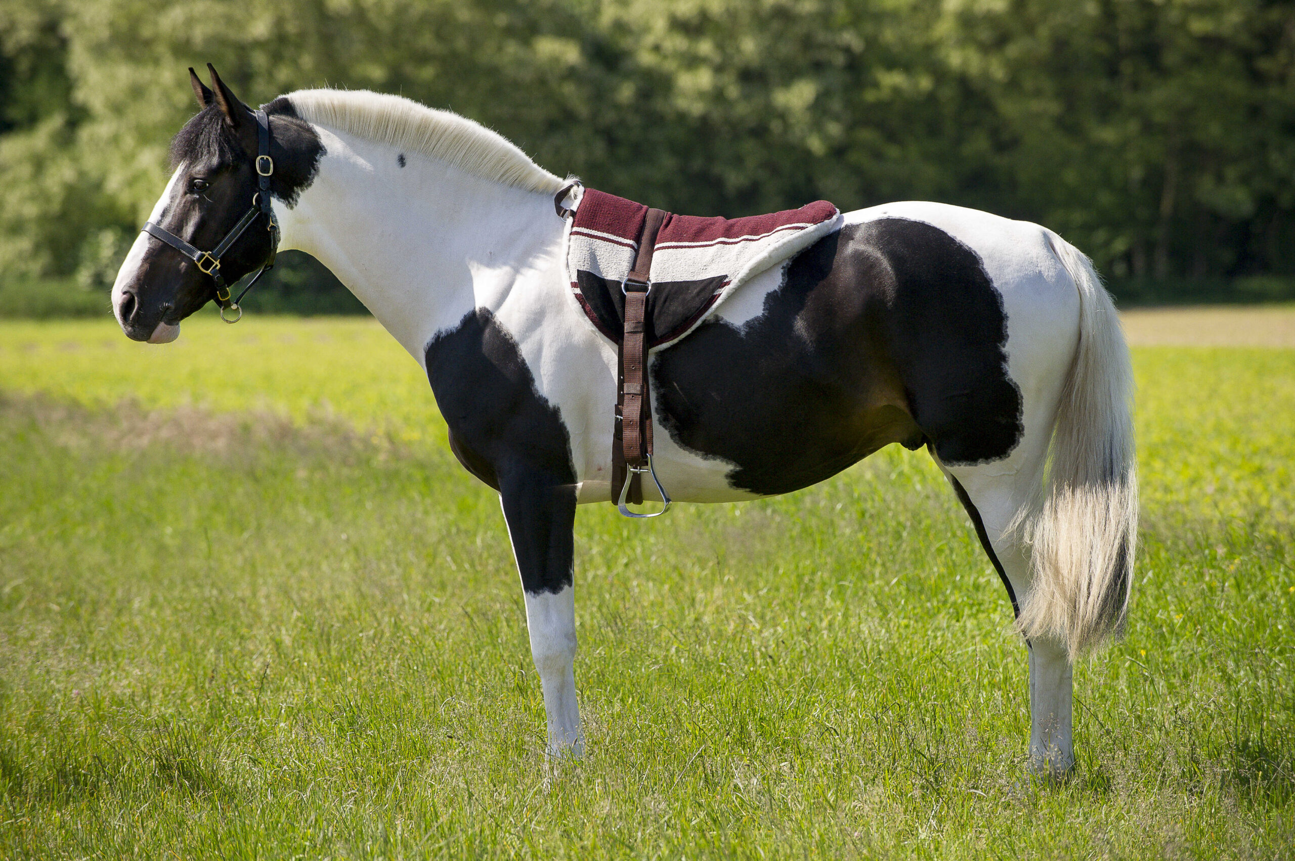 NORTON Bareback-Riding pad