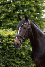 Horze Somerset Anatomic Bridle - Image 2