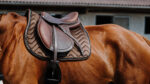 EQUITHÈME Saddle pad - Glossy - Image 7