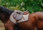 EQUITHÈME Saddle pad - Quadri - Image 7