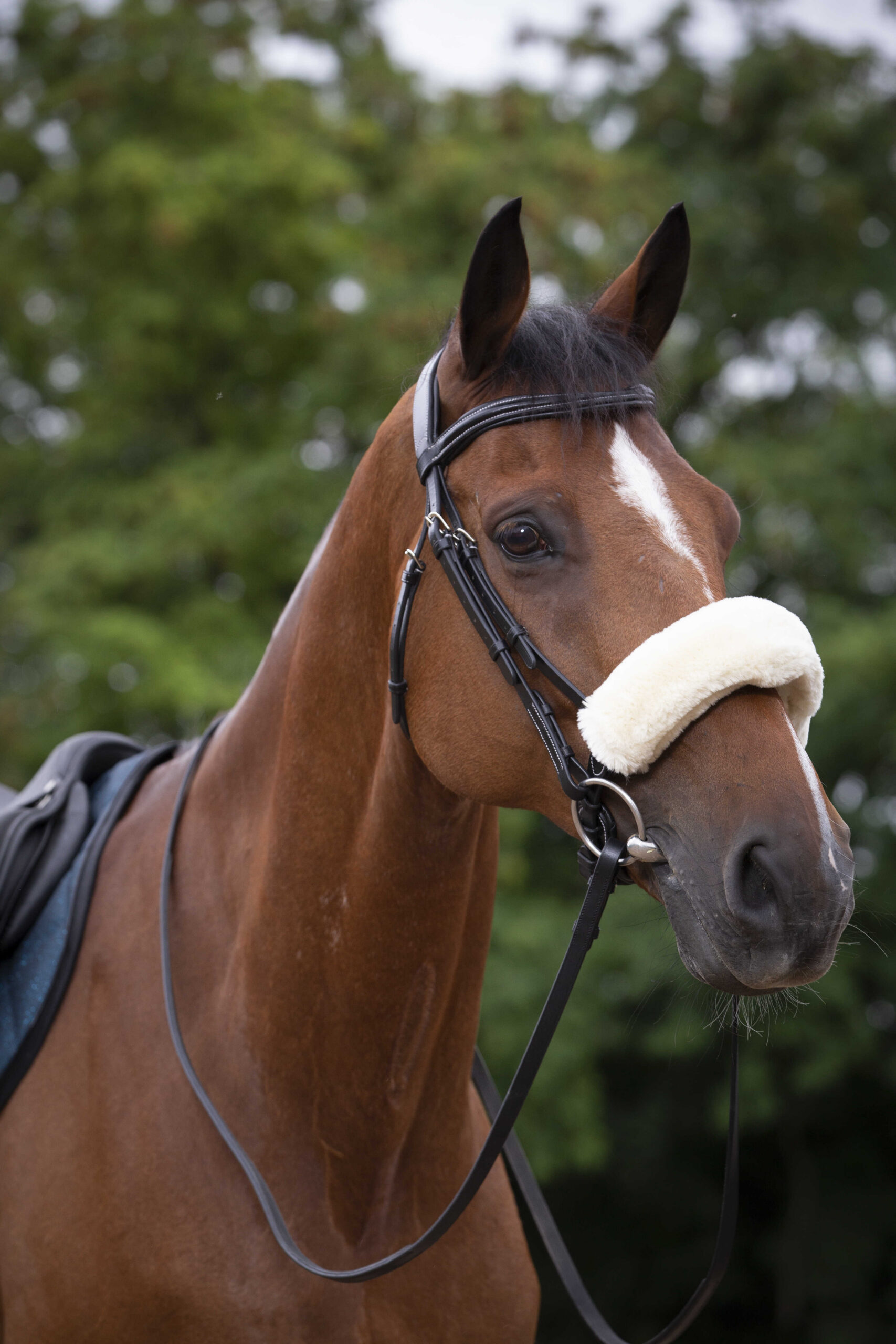 EQUITHÈME Noseband Protector - Teddy