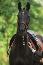 Saddle pad LAMI-CELL - Vintage - Image 11