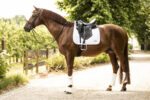Saddle pad LAMI-CELL - Classic - Image 10