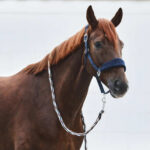 Horze Kiel Halter with Fleece - Image 7