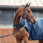 Horze Holbrook Chain Lead - Image 2