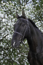 RIDING WORLD Bridle – French noseband - Image 3