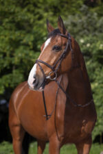 RIDING WORLD Bridle – Combined Noseband - Image 4