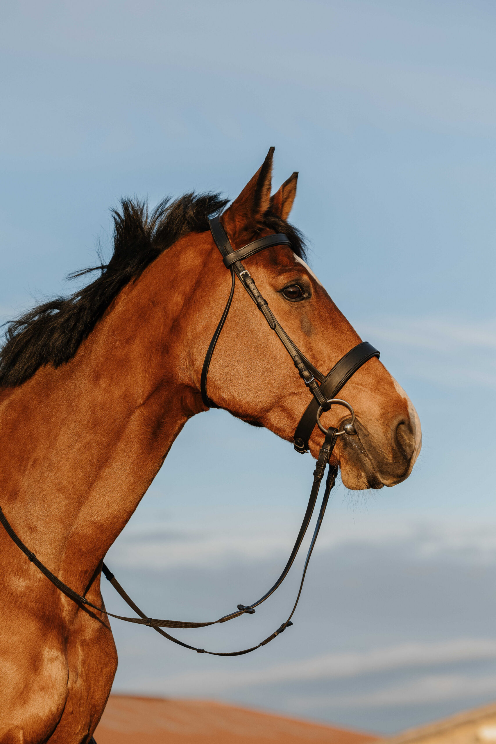 RIDING WORLD Bridle – Wide Noseband Bridle