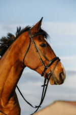 RIDING WORLD Bridle - Padded combined noseband
