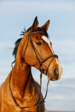 RIDING WORLD Bridle - Padded combined noseband - Image 2