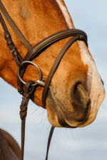 RIDING WORLD Bridle - Padded combined noseband - Image 3