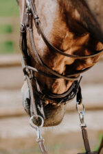 NORTON Bitless bridle - Image 6