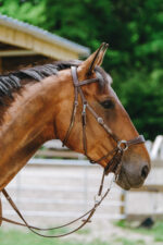NORTON Bitless bridle - Image 11