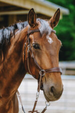 NORTON Bitless bridle - Image 12