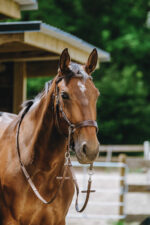 NORTON Bitless bridle - Image 14