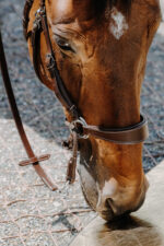 NORTON Bitless bridle - Image 15