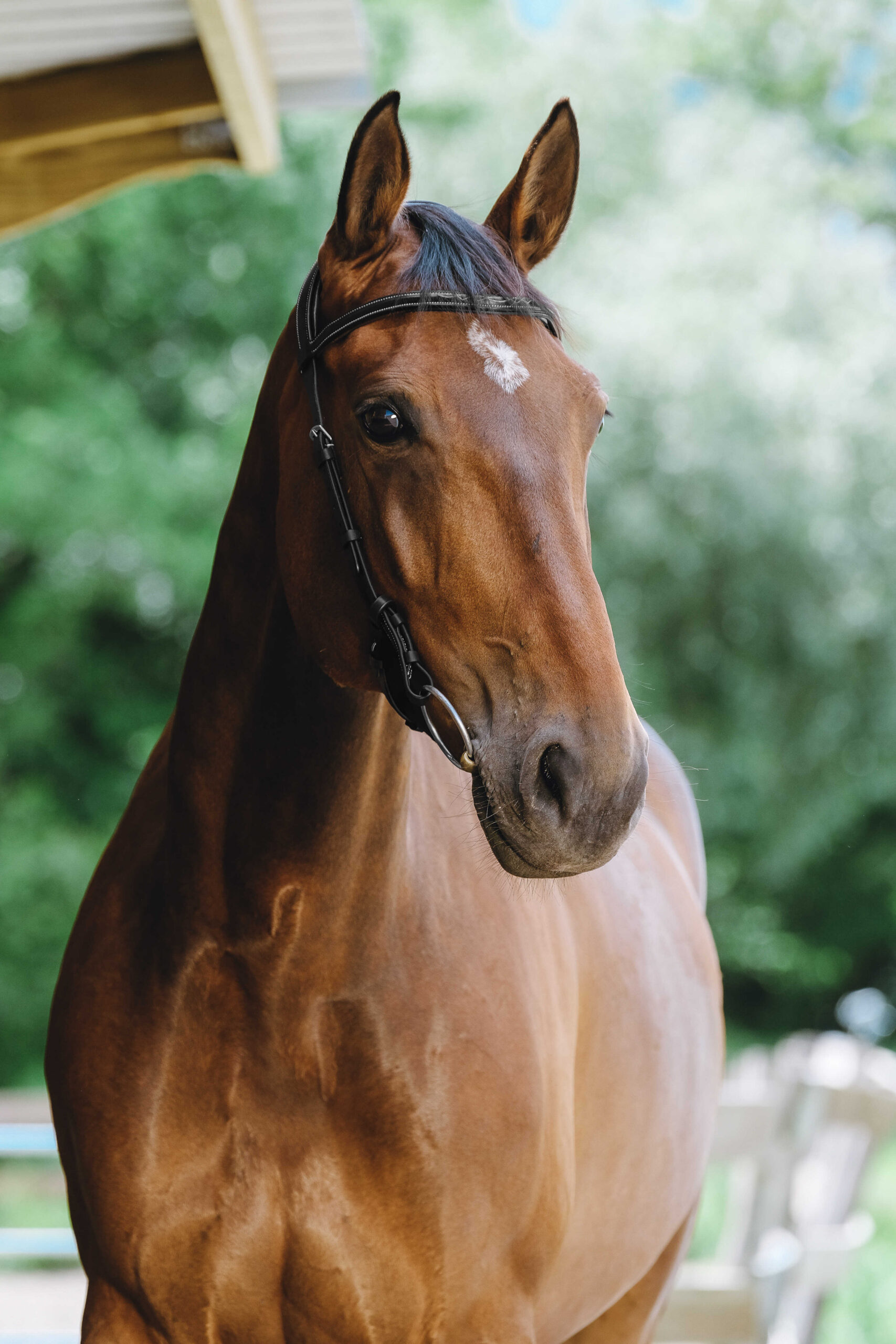 NORTON - Freedom - Bridle saddle