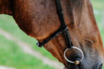 NORTON - Freedom - Bridle saddle - Image 2