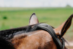 NORTON - Freedom - Bridle saddle - Image 3