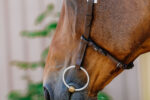 NORTON - Freedom - Bridle saddle - Image 4
