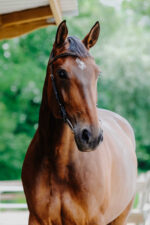 NORTON - Freedom - Bridle saddle - Image 9