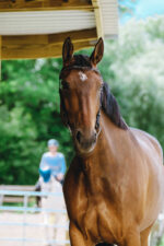 NORTON - Freedom - Bridle saddle - Image 10